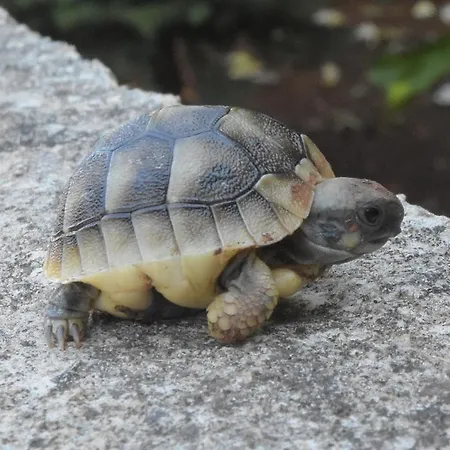 Apartman Sirena Korcula Lumbarda