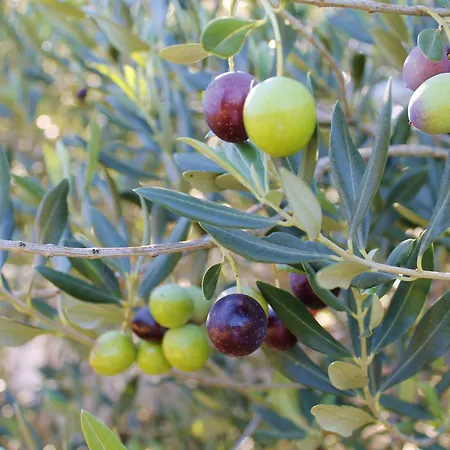 Sirena Korcula Lumbarda