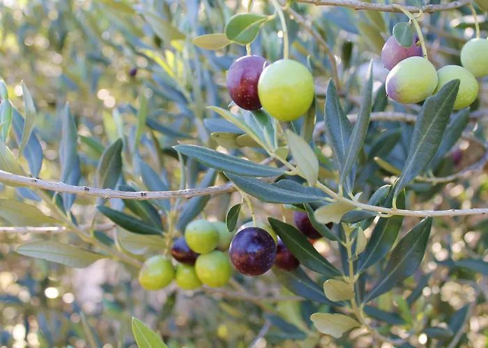 Sirena Korcula 鲁巴达