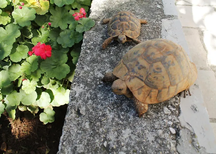 公寓 Sirena Korcula