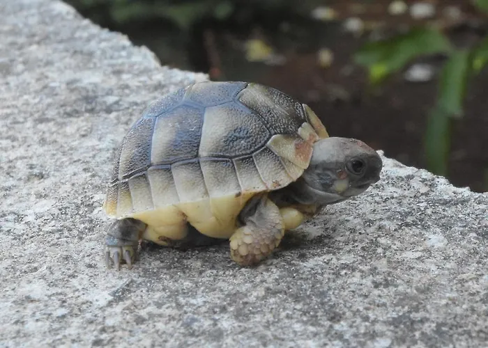 公寓 Sirena Korcula 鲁巴达